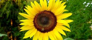 girasol-631×280-280-631-2908-300×133.jpg
