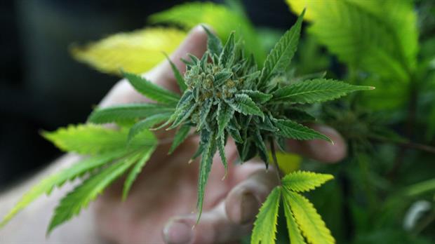 marihuana-2499530w620.jpg