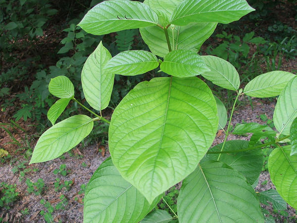 este-es-el-kratom-la-planta-mas-polemica-del-mundo_reference.jpg