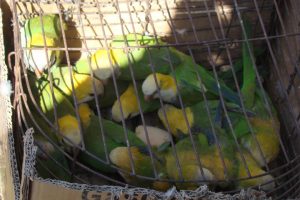 Cotorras-decoloradas1-300×200.jpg