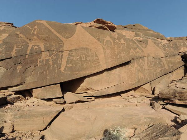 descubren-esculturas-de-camellos-de-tamano-natural-en-arabia-saudi_reference.jpg