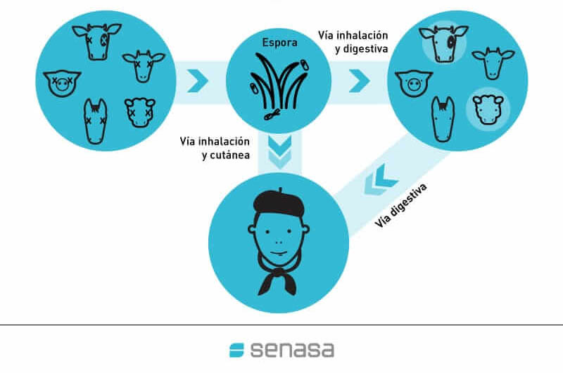 CAMPAÑA AVISA AL SENASA – Carbunclo, qué es y cómo se transmite